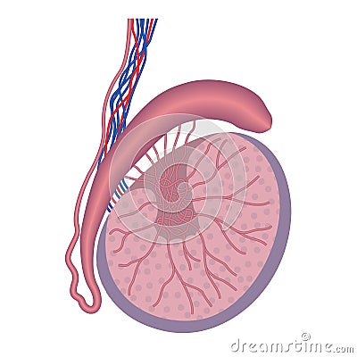 Anatomy of the male testicle. reproductive system. Vector Illustration